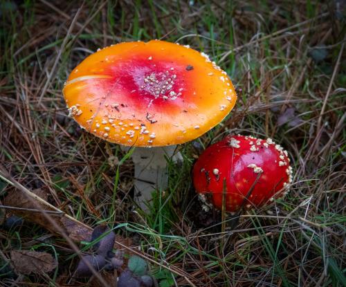 Photo of two amanita muscaria fungi.