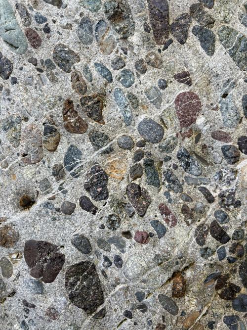 Photo of rocks embedded in mudstone; this is known as conglomerate.