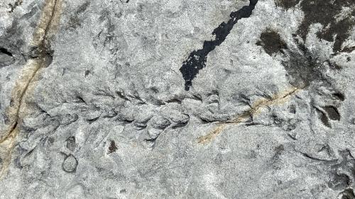 Photo of a trace fossil embedded in mudstone at Point Lobos State Natural Reserve.