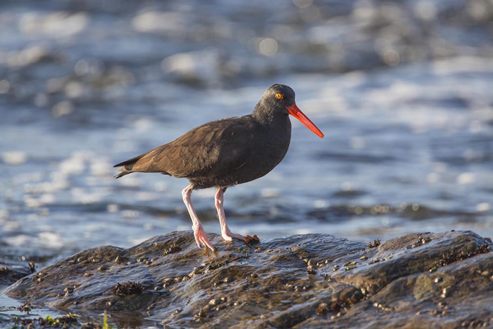A black oystercatcher standing on a rocky shoreline with ocean waves behind it, showing its dark plumage, bright orange bill, and pink legs