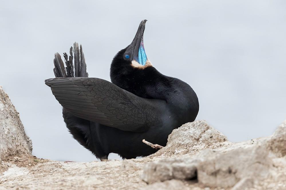 A black Brandt’s cormorant perched on a rocky shoreline with its head raised and wings partially spread, showing a bright blue throat patch.