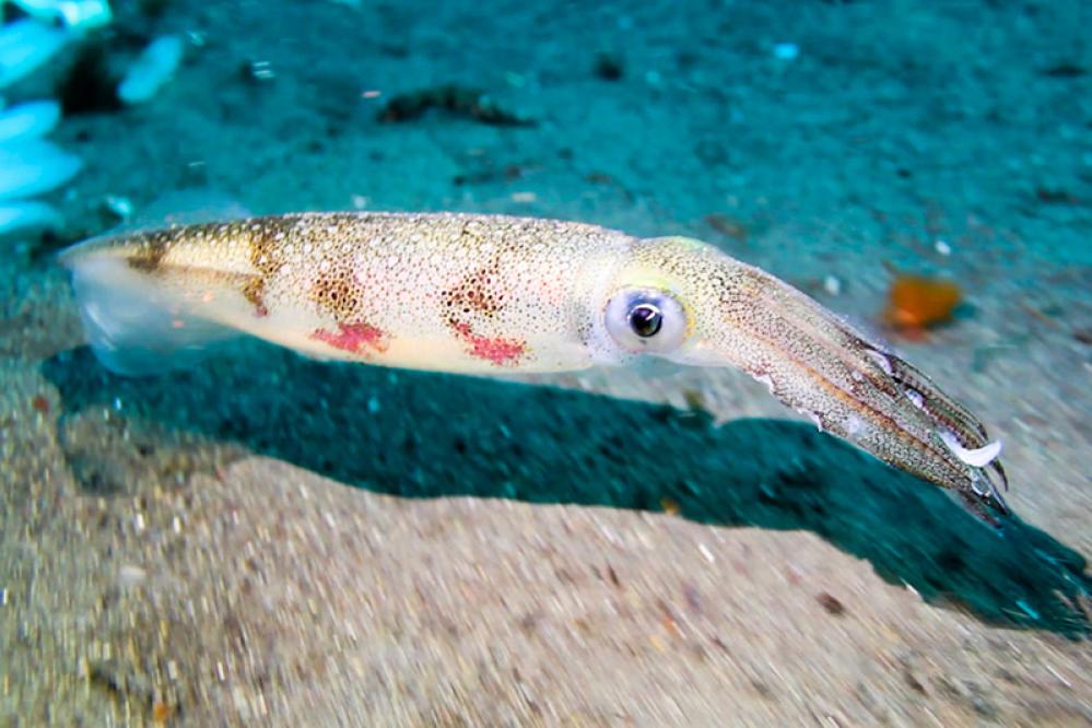 A California market squid with a pale, speckled body and long arms swims just above the sandy seafloor in clear blue water.