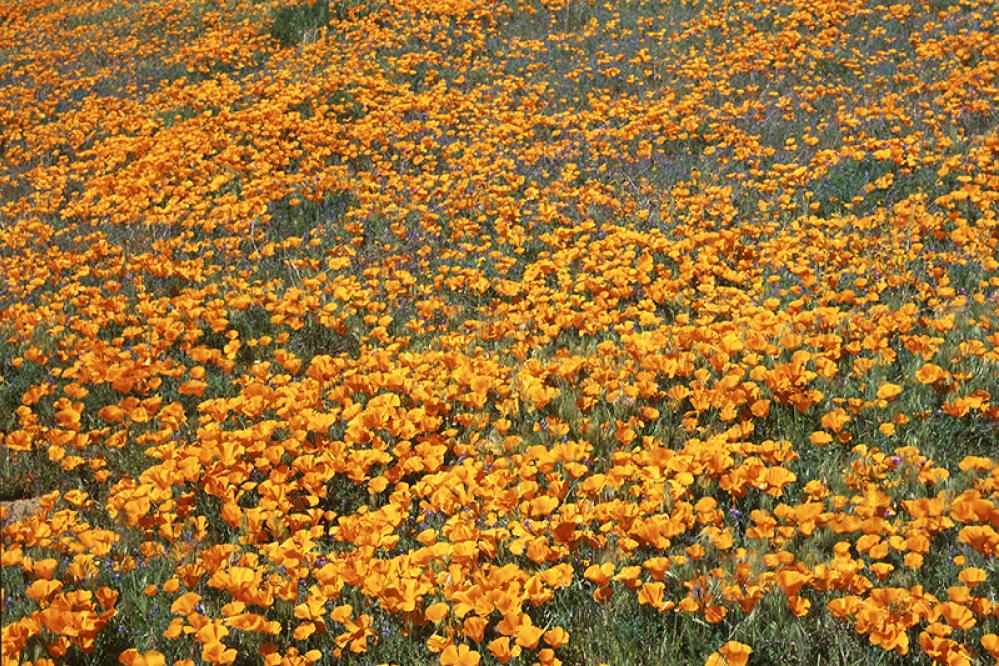 A vast field of bright orange California poppies stretches across rolling terrain, with thousands of flowers blooming densely under the sunlight.
