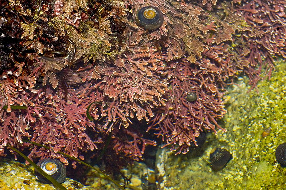 A cluster of articulated coralline algae with pinkish-red, branching fronds growing on a rocky underwater surface alongside small snails.