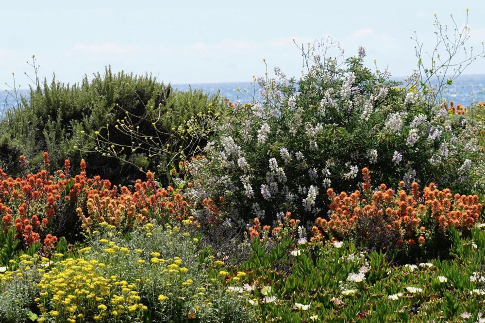 Point Lobos State Natural Reserve Wildflowers