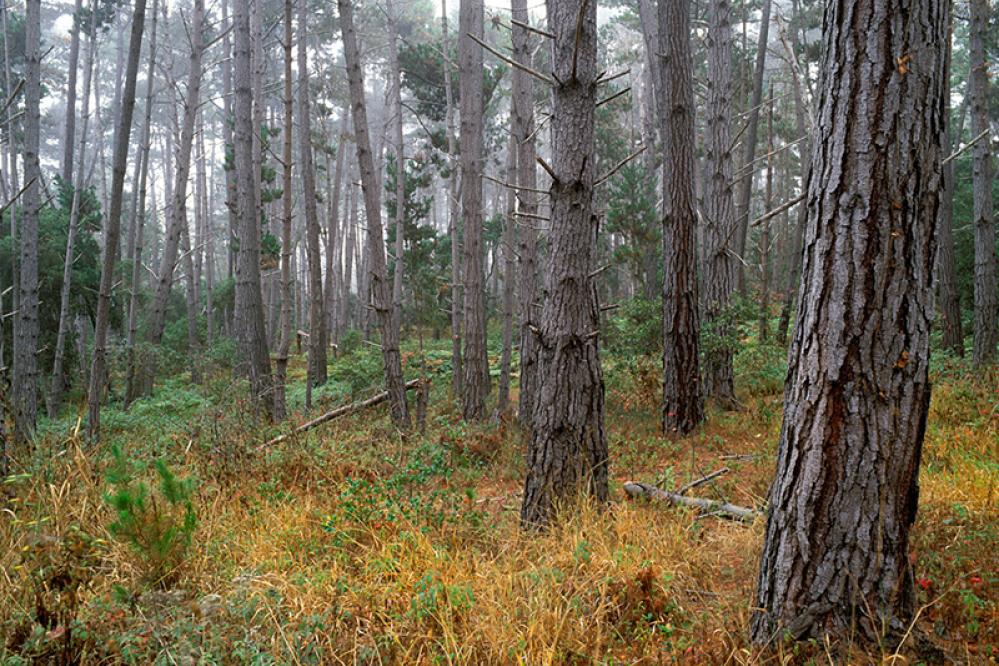 A forest of tall Monterey pine trees with gray-brown, fissured bark, standing among green understory plants and dry golden groundcover on a foggy day in the Point Lobos State Natural Reserve..
