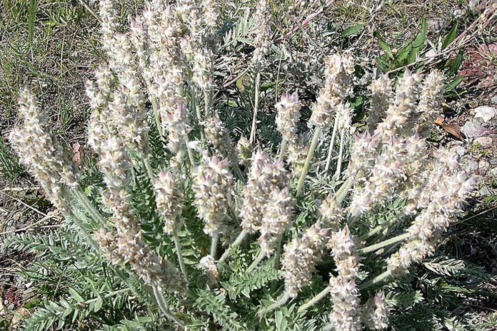 Close-up view of Nuttall’s locoweed, showing tall cream-colored flower spikes and fern-like green leaves growing in a dense clump on a dry, grassy hillside.