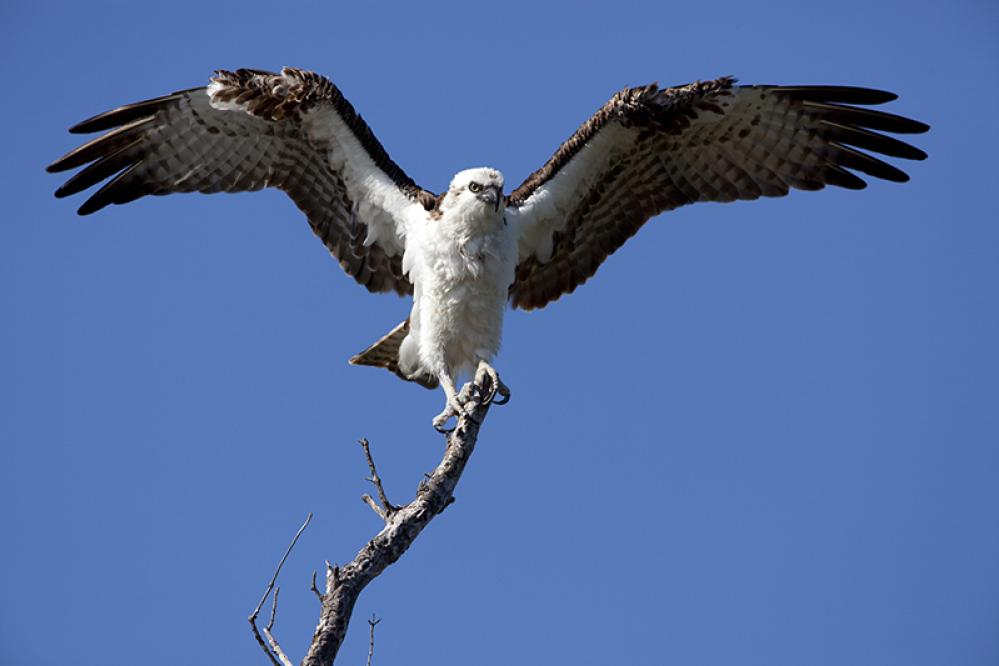 An osprey perched on the top of a bare tree branch, wings spread wide as it prepares to take off against a clear blue sky.
