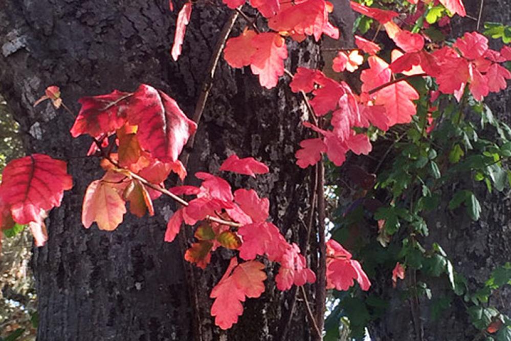 A close-up of poison oak branches with bright red, scalloped leaves growing against the trunk of a tree.