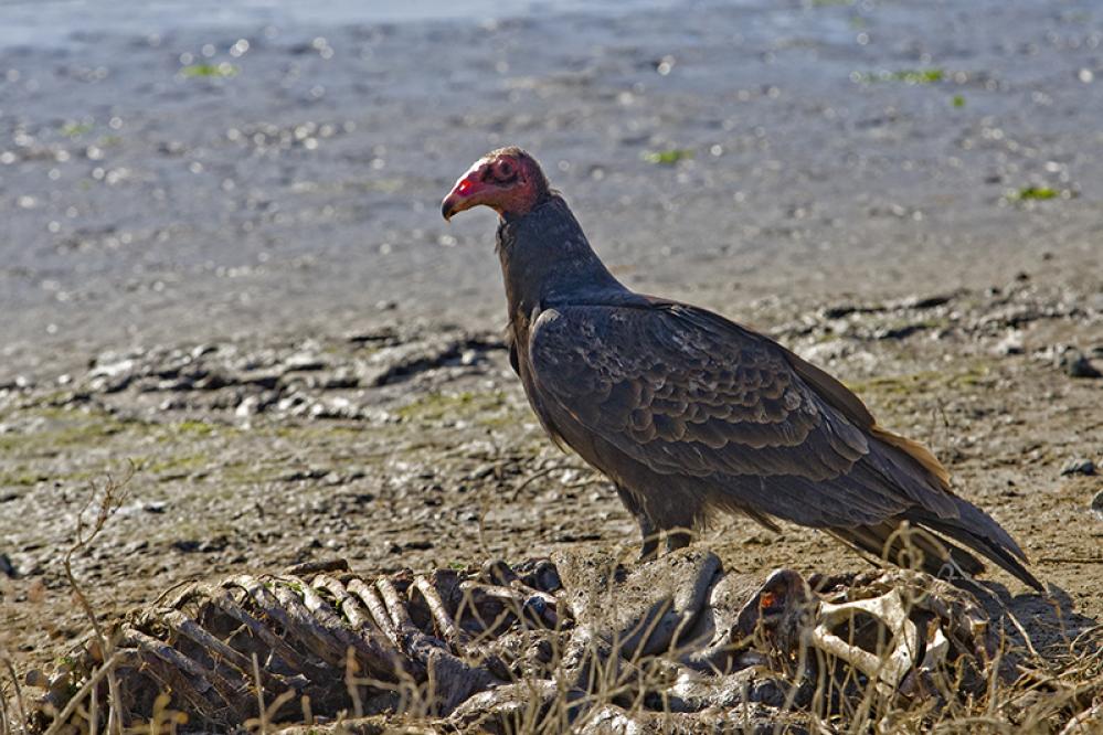 A turkey vulture standing beside a carcass on muddy ground, showing its dark brown body, featherless red head, and hooked beak.