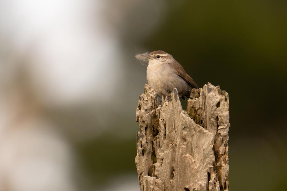 Bewick's Wren perched with soft material to build a nest.