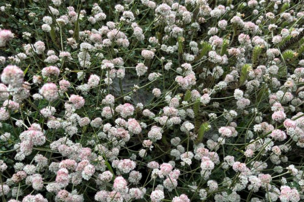 Photo of dune buckwheat blooming at Point Lobos.