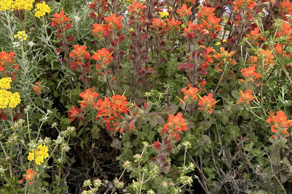 At Point Lobos State Natural Reserve, Bright clusters of orange Indian Paintbrush and yellow Golden Yarrow wildflowers bloom. Photo credit: Charles Schaefer.