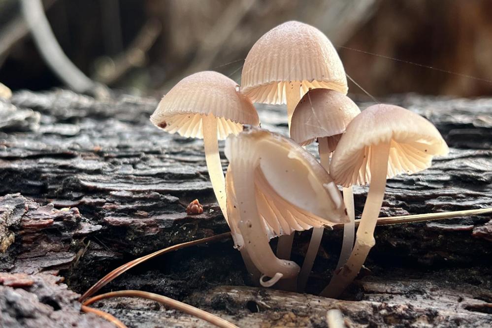 In the Monterey Pine Forest at Point Lobos State Natural Reserve, a small cluster of delicate, pale tan mushrooms with translucent caps grows from the crevices of a fallen tree trunk, their thin stems catching soft light in the forest understory.