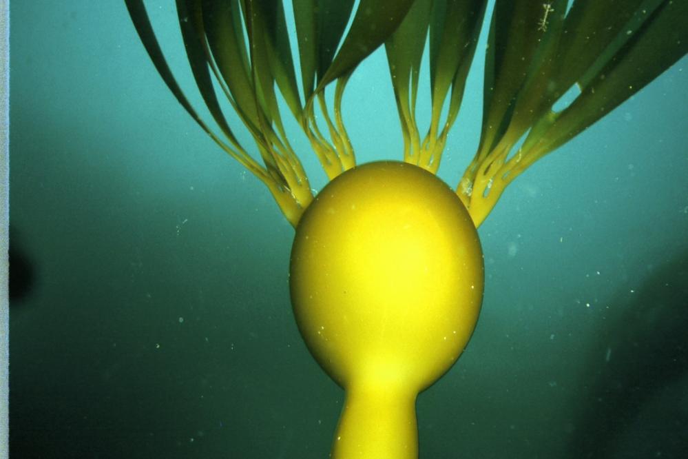 Photo of bull kelp underwater.