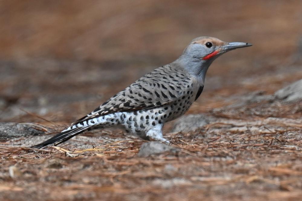 Northern Flicker on the Pine Ridge trail at Point Lobos