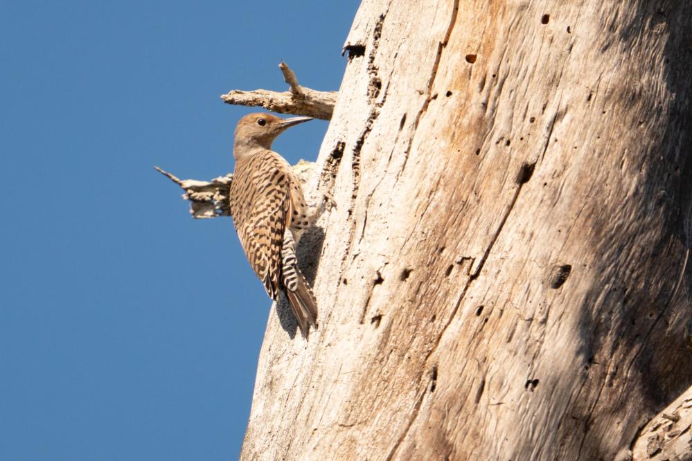 Northern Flicker on a tree trunk.