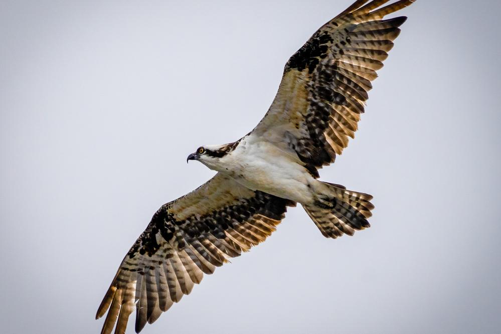 Osprey in flight.