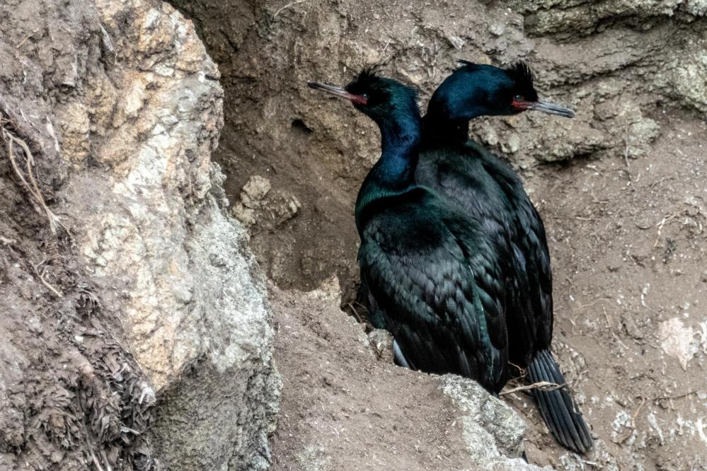 Pelagic Cormorants nesting at Bird Island