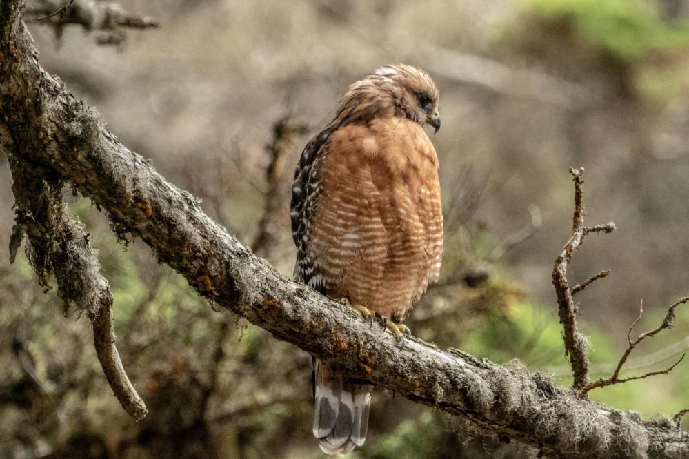 Red-shouldered Hawk perched in the Cypress Grove of Point Lobos