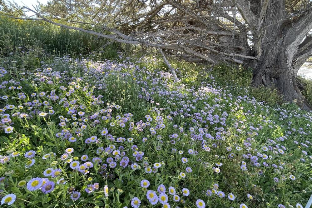 Seaside daisies carpeting Coal Chute Point