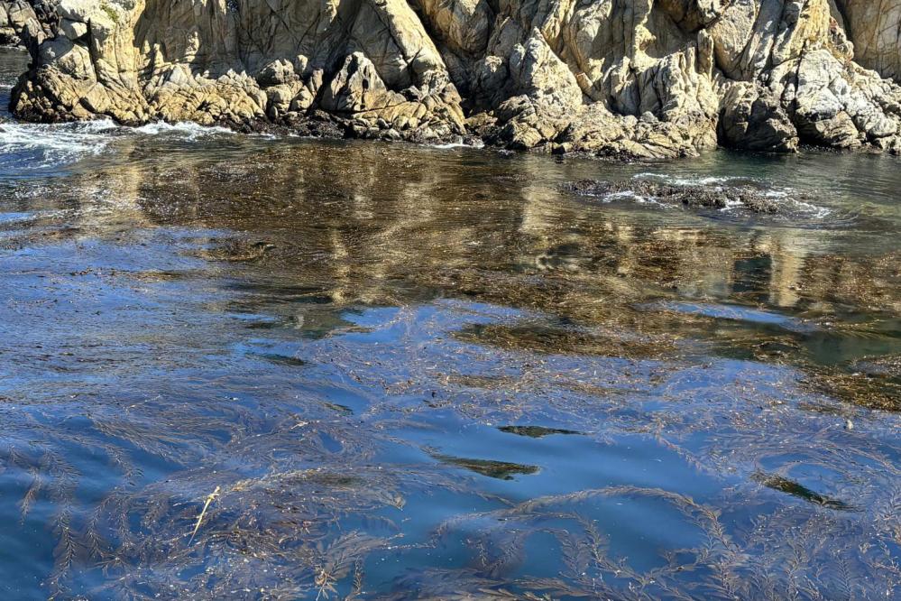 Dark strands of seaweed drift across clear blue water, reflecting sunlit granite cliffs and rocky shoreline in a calm coastal inlet.