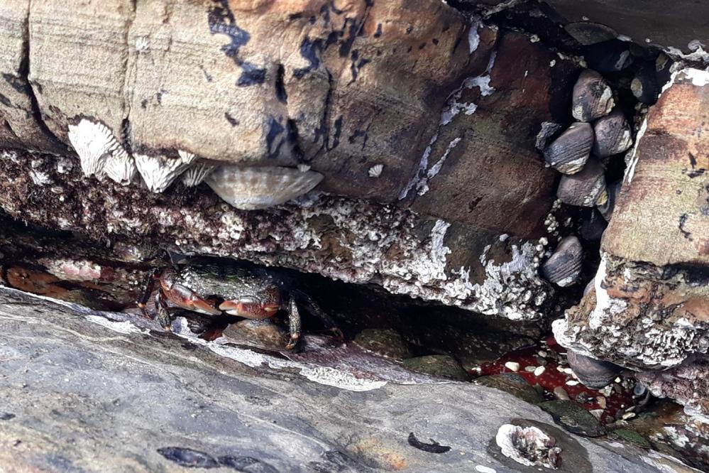 At Weston Beach in Point Lobos State Natural Reserve, a small shore crab hides in a narrow crevice between tide pool rocks, surrounded by barnacles, mussels, and weathered, multicolored stone textures.