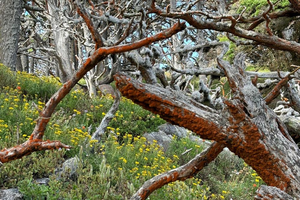 Trentepohlia on the branches of Monterey Cypress trees in Point Lobos