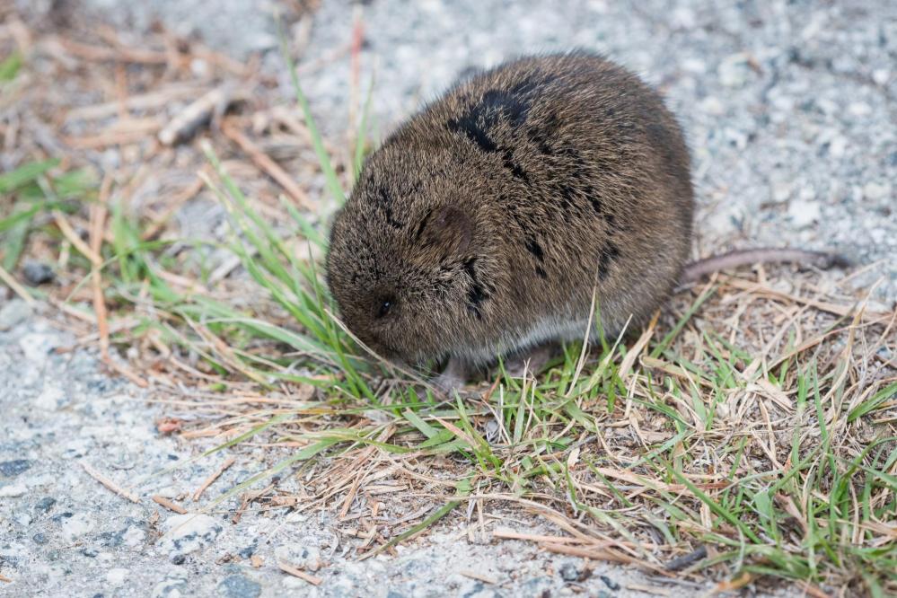 A vole grazes on some grass.
