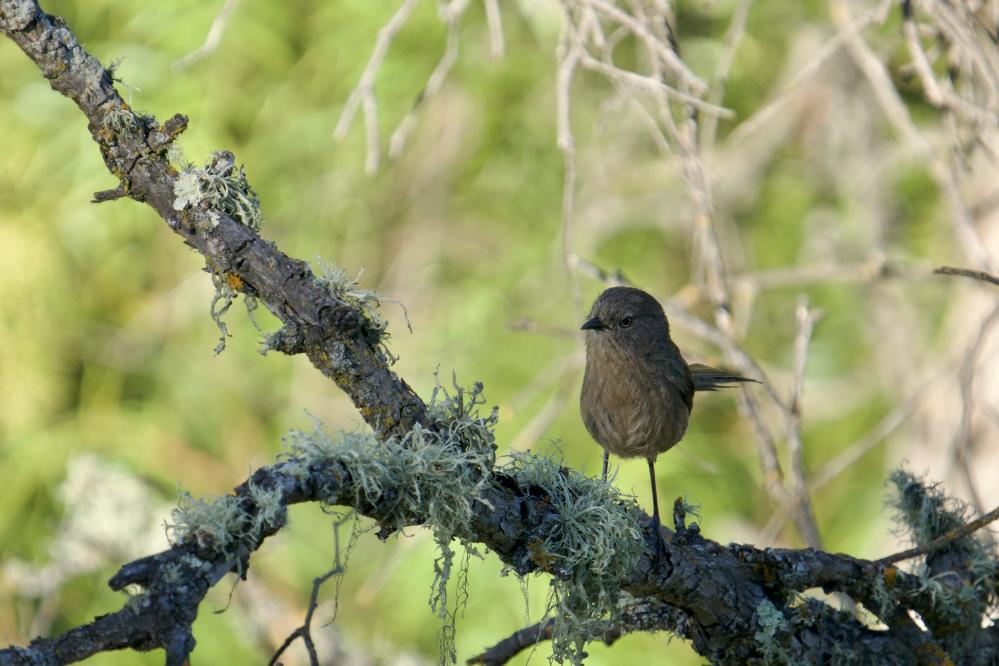 Wren Tit perched on a lichen covered branch.