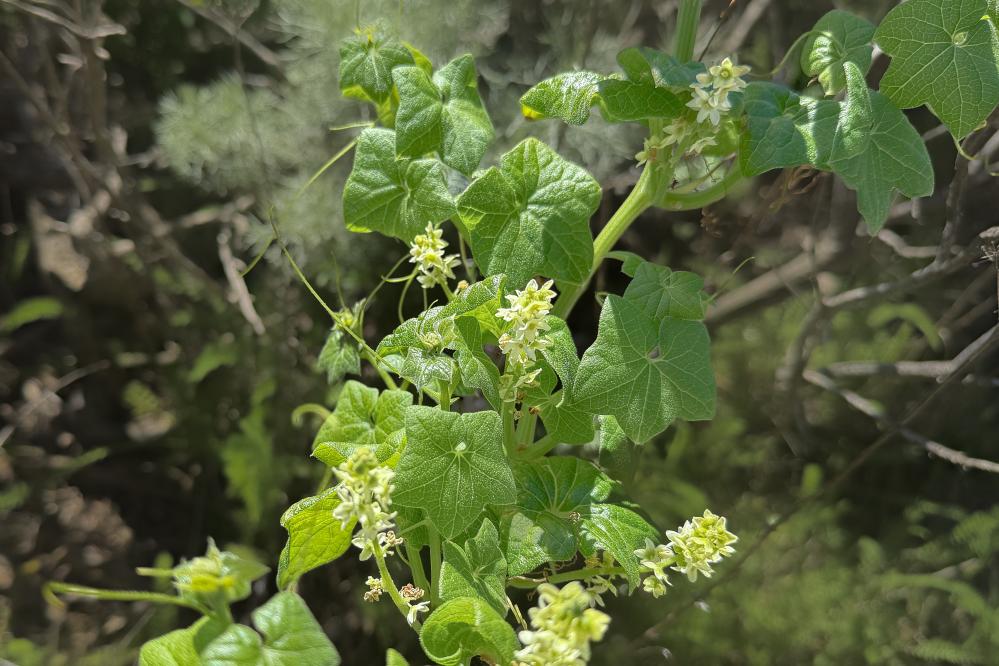 California Manroot (Wild Cucumber) blooming on the trail