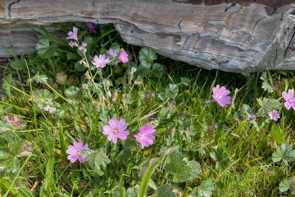 Checkerbloom on the South Shore trail