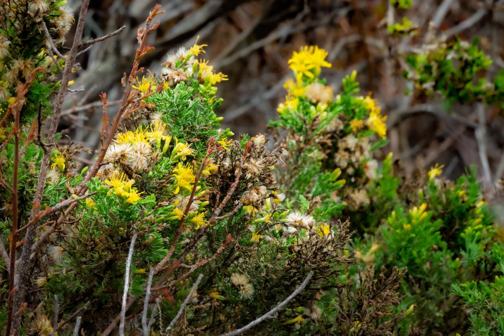 Coyote Brush in various stages of blooming