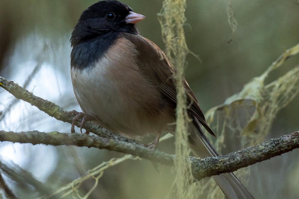 A Dark-eyed Junco perches in a Monterey Pine surrounded by lace lichen.