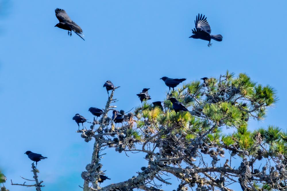 A murder of American Crows in a Monterey Pine