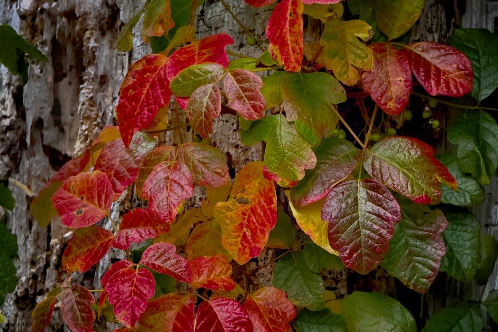 Poison Oak growing up a tree trunk