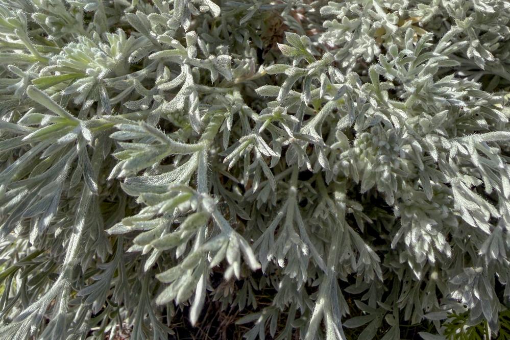 Sagewort close up