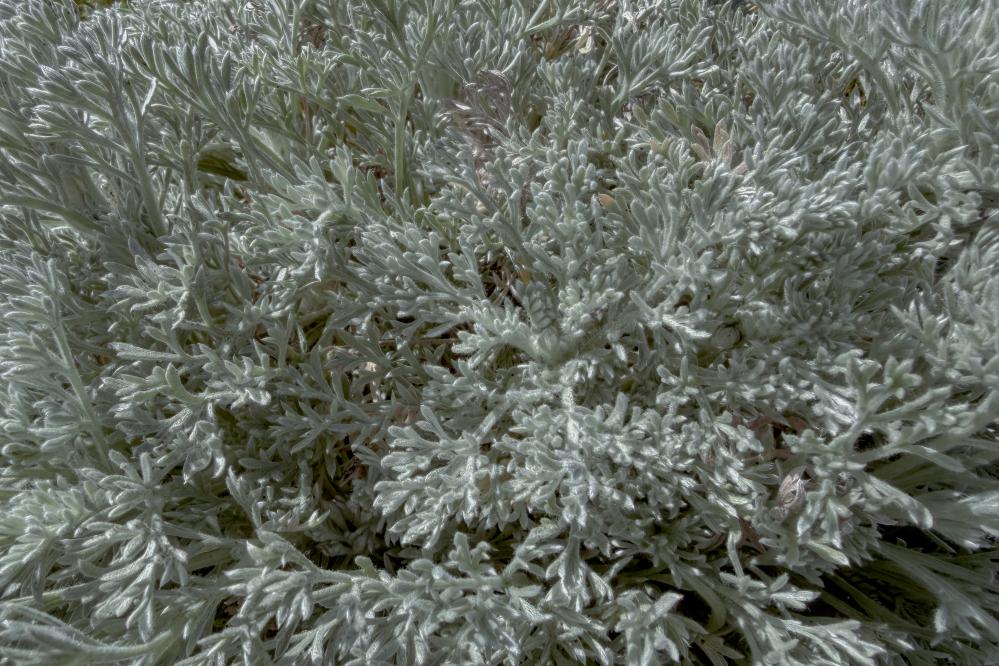 Sagewort