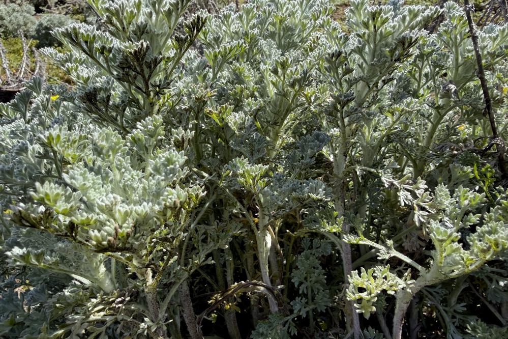 Sagewort