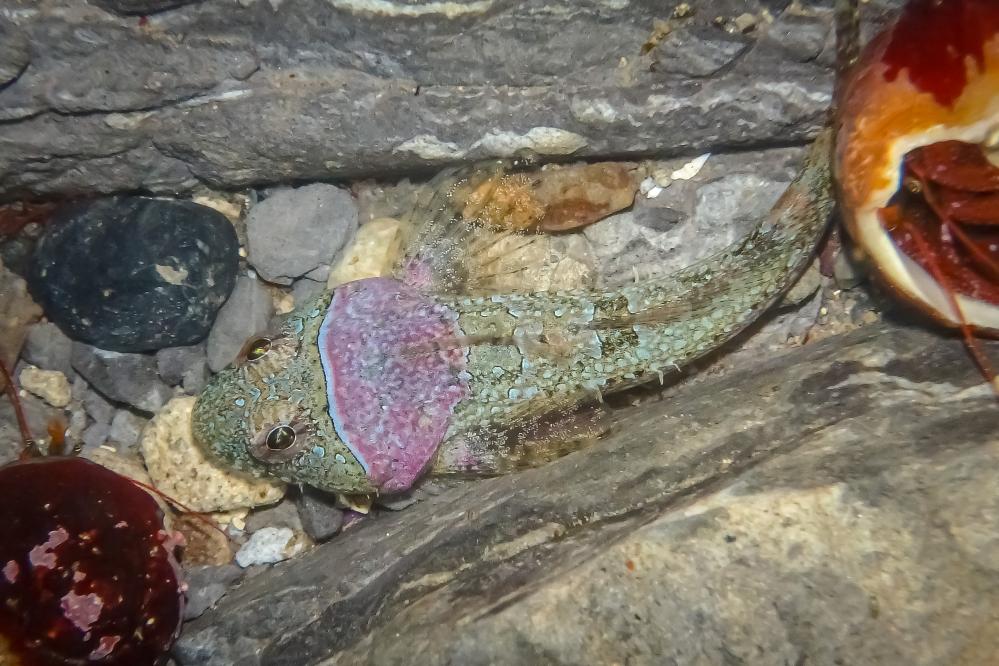 A Tidepool Sculpin hides between two rocks in a Point Lobos tide pool.