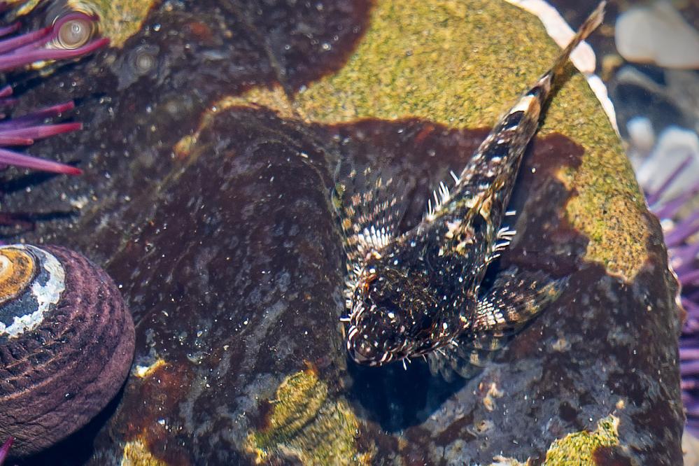 Tidepool Sculpin near a turban snail in a tide pool