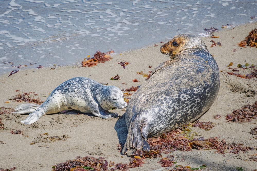 Harbor Seal pup with mom on beach at Whalers