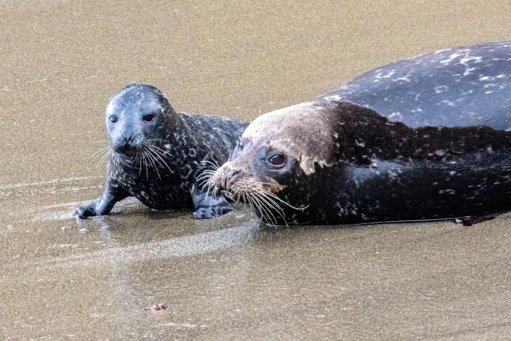 Harbor Seal and pup on beach in Whalers Cove