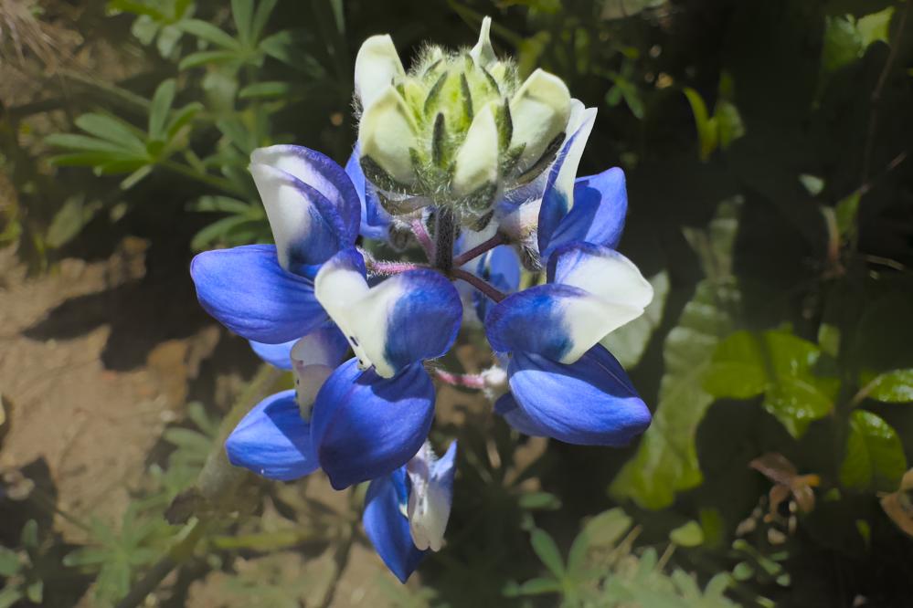 Sky Lupine 