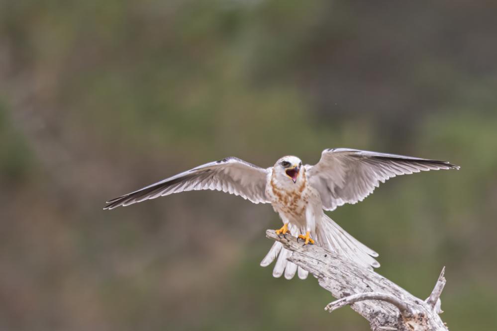White-tailed Kite 