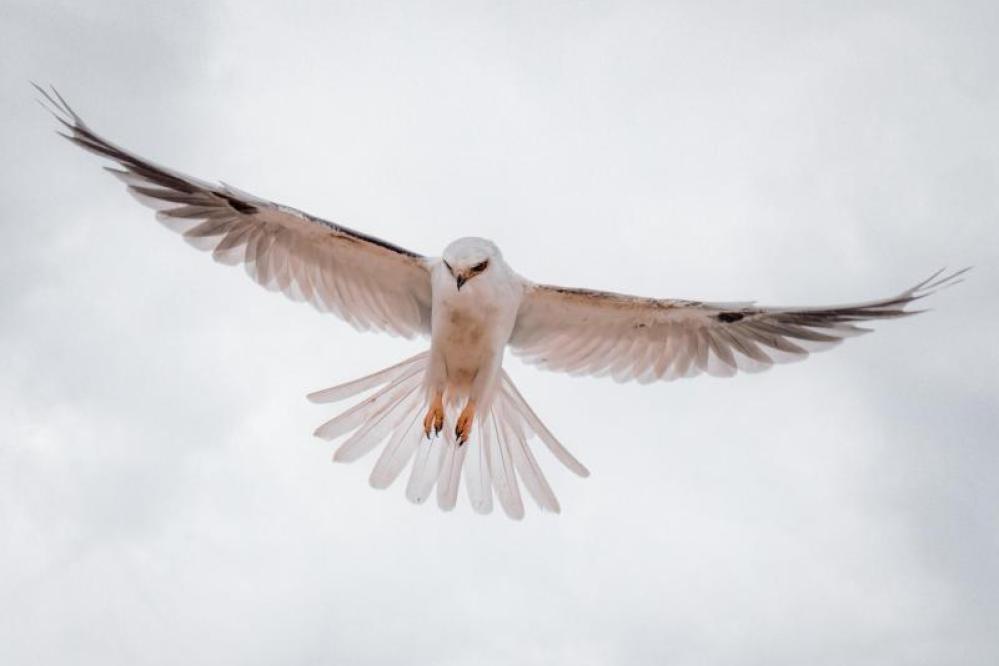 White-tailed Kite in flight