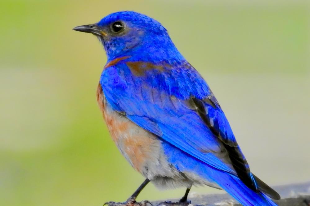 Male Western Bluebird