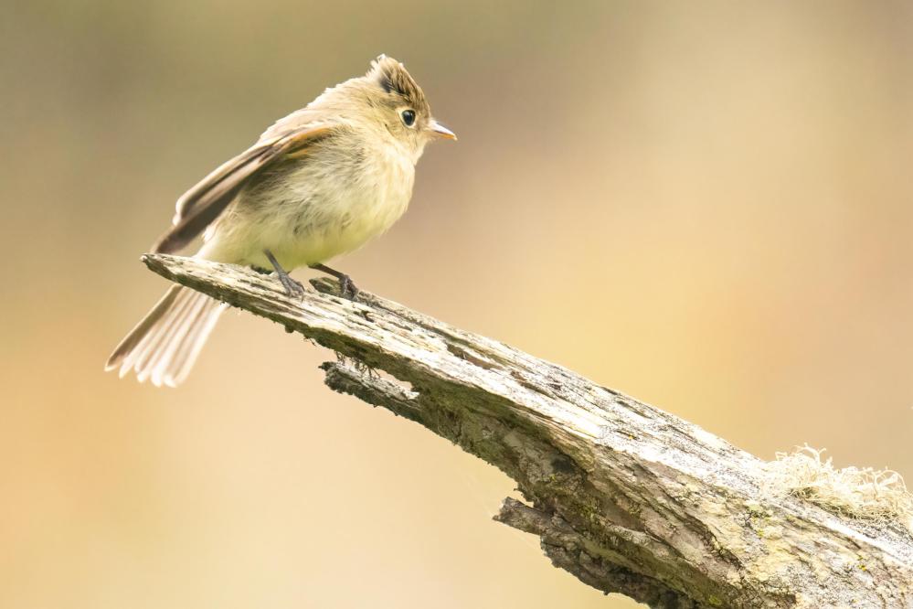 Western Flycatcher perched on a dead branch