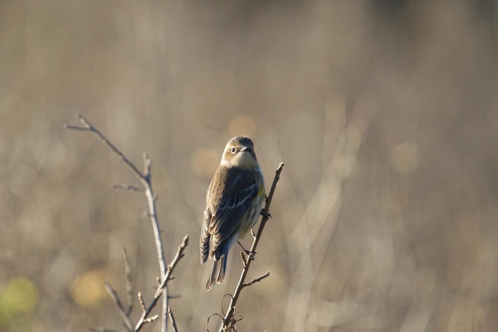 Yellow-rumped Warbler perched in a meadow in Point Lobos