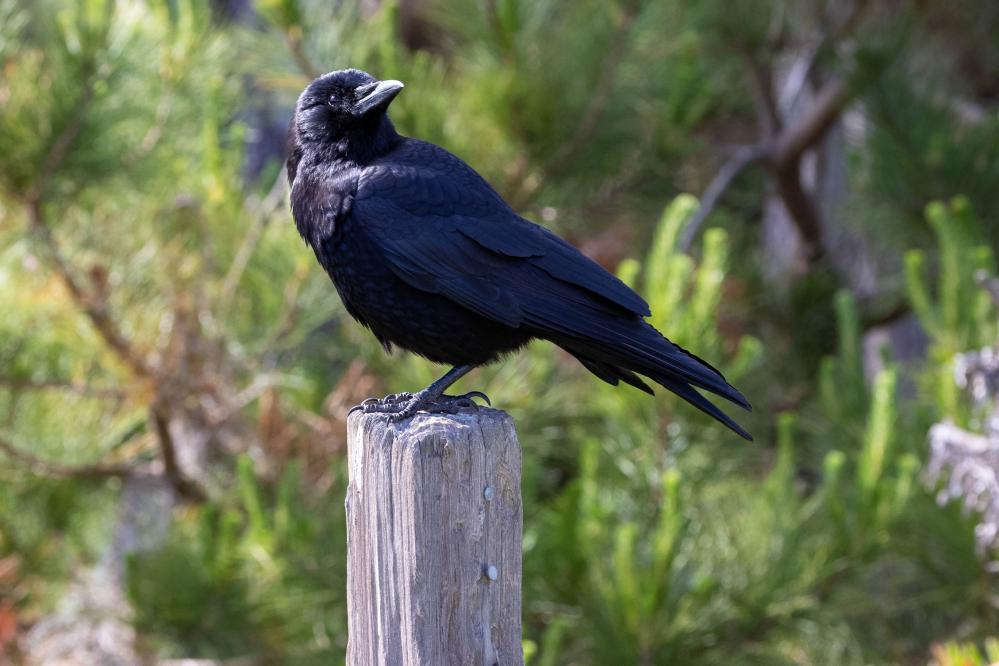 American Crow
